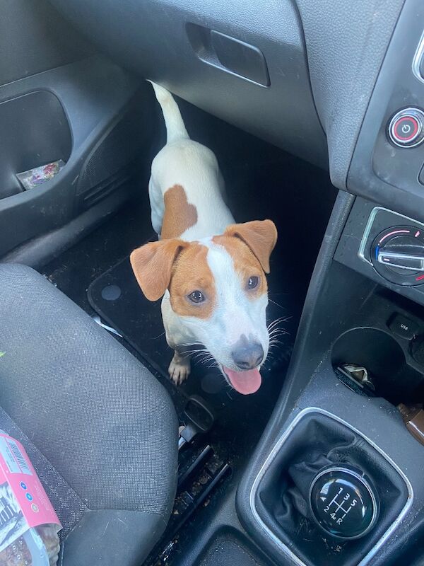 Stunning pure bred Jack Russell for stud - Image 5 of 7