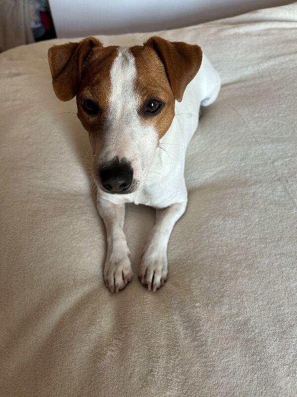 Stunning pure bred Jack Russell for stud - Image 6 of 7