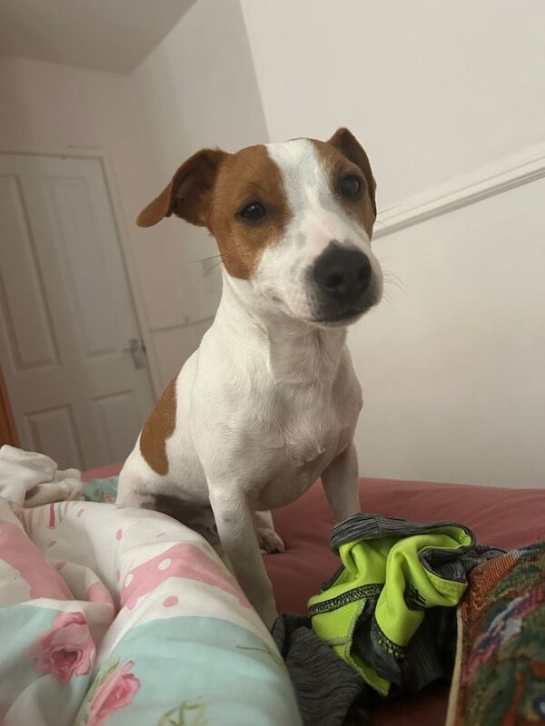 Stunning pure bred Jack Russell for stud - Image 7 of 7