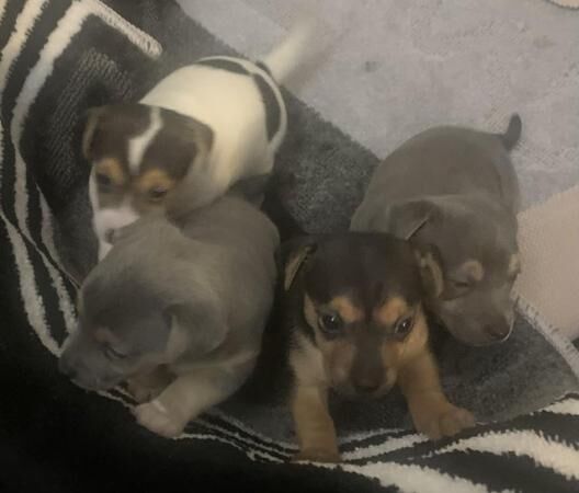 Stunning Rare Blue Miniature Jack Russell Girls for sale in Linford, Essex - Image 2