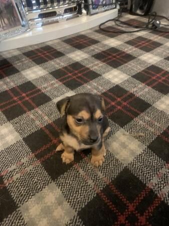 Stunning Rare Blue Miniature Jack Russell Girls for sale in Linford, Essex - Image 4