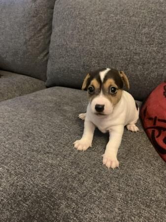 Stunning Rare Blue Miniature Jack Russell Girls for sale in Linford, Essex - Image 5