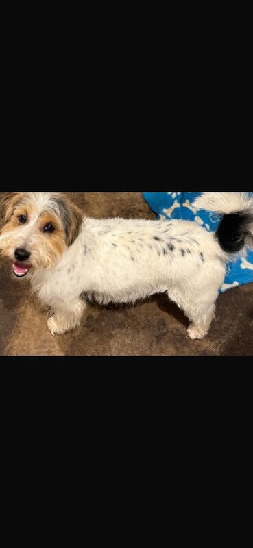 Stunning Rough coated Jack Russell for sale in Galston, Ayrshire and Arran