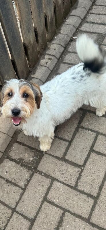 Stunning Rough coated Jack Russell for sale in Galston, Ayrshire and Arran | Image 3