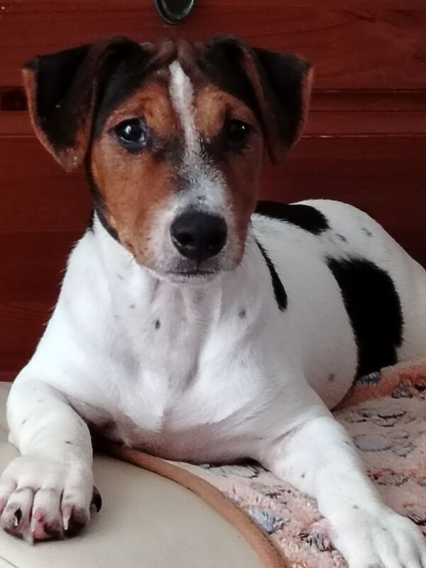 Jack Russell puppies for sale in Gloucestershire – 4 months old - Image 2 of 4