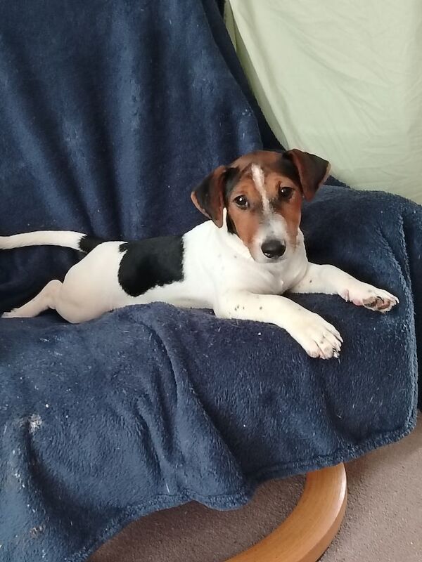 Jack Russell puppies for sale in Gloucestershire – 4 months old - Image 4 of 4