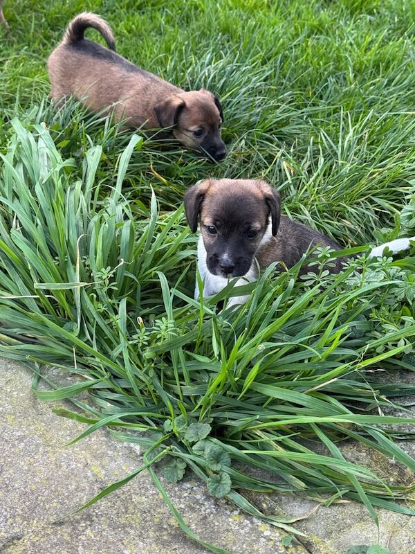 Jack Russell Terrier puppies for sale in Gloucestershire – 6 weeks old