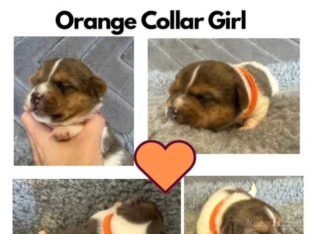 Jack Russell Terrier puppies for sale in Livingston, West Lothian – 1 year old - Image 1 of 2