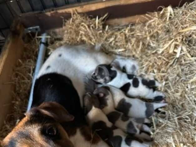 Jack Russell Terrier puppies for sale in Livingston, West Lothian – 1 year old - Image 2 of 2