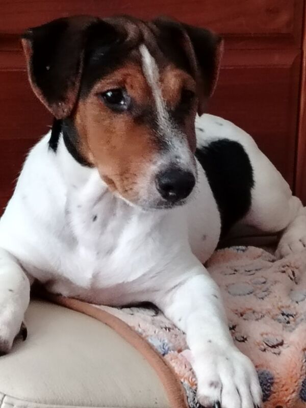Jack Russell puppies for sale in Gloucestershire – 4 months old
