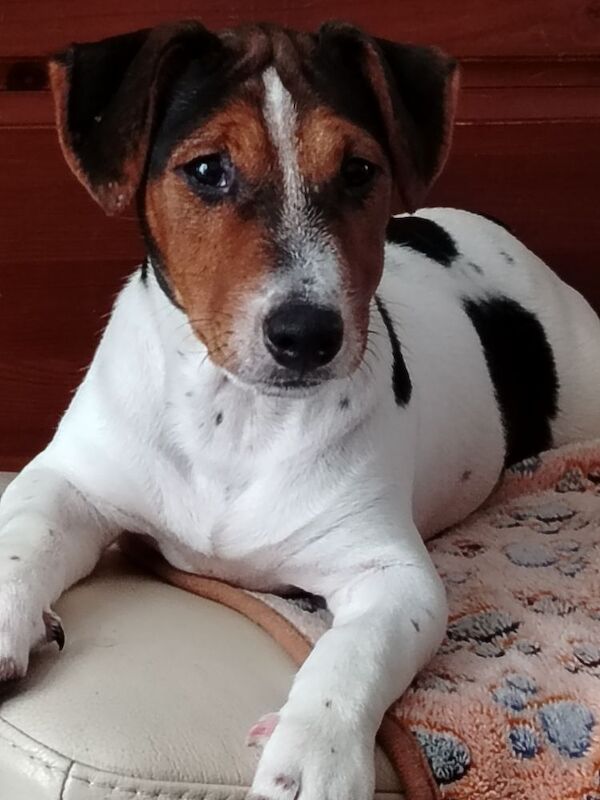 Jack Russell puppies for sale in Gloucestershire – 4 months old - Image 2 of 8