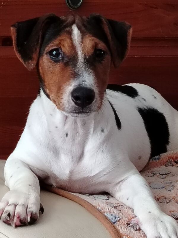 Jack Russell puppies for sale in Gloucestershire – 4 months old - Image 3 of 8