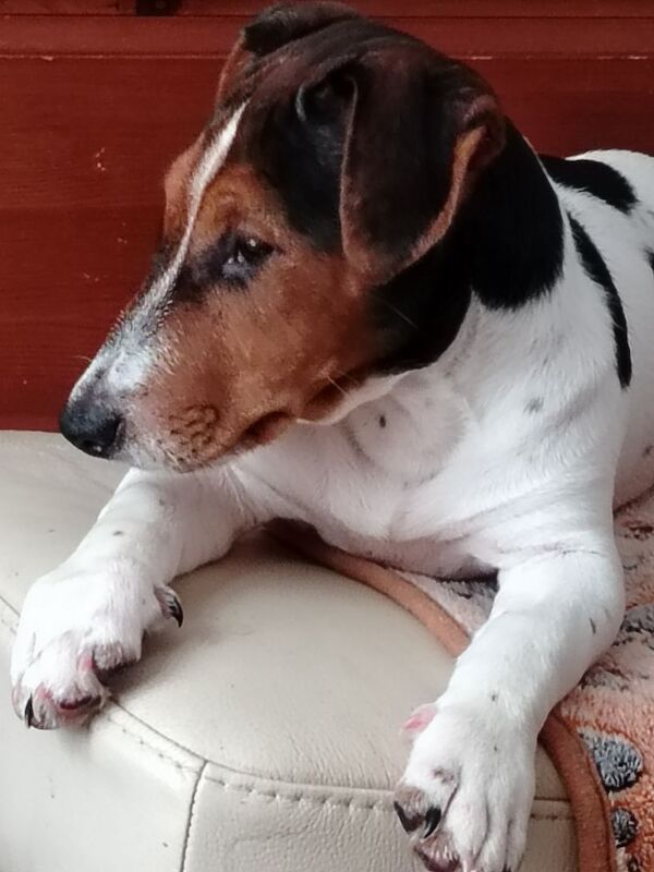 Jack Russell puppies for sale in Gloucestershire – 4 months old - Image 5 of 8