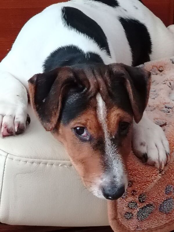 Jack Russell puppies for sale in Gloucestershire – 4 months old - Image 6 of 8