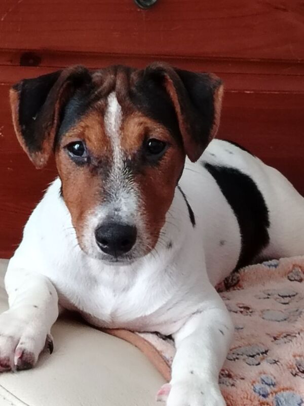Jack Russell puppies for sale in Gloucestershire – 4 months old - Image 7 of 8