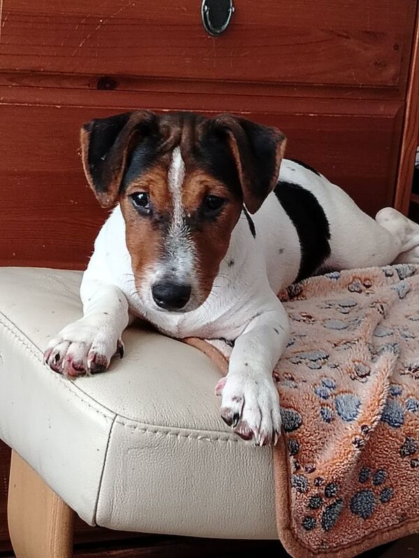 Jack Russell puppies for sale in Gloucestershire – 4 months old - Image 8 of 8