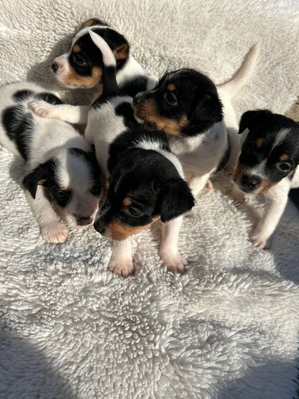 Stunning tri jack Russell's for sale in Kidderminster, Worcestershire
