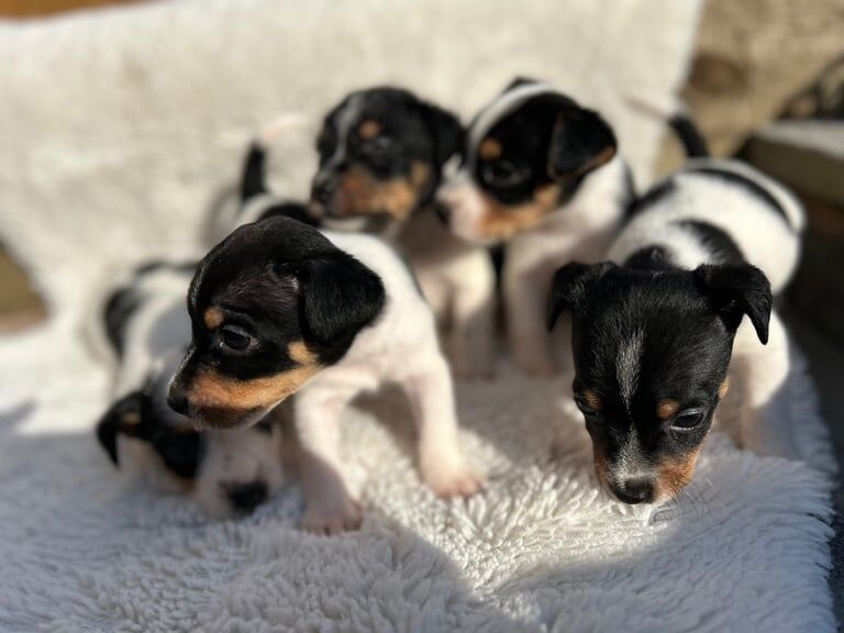 Stunning tri jack Russell's for sale in Kidderminster, Worcestershire | Image 2