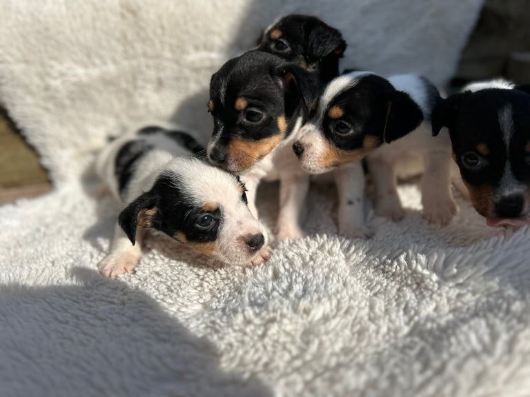 Stunning tri jack Russell's for sale in Kidderminster, Worcestershire | Image 3
