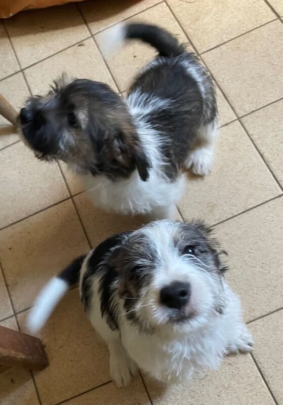 Super Jack Russell puppies for sale in Honiton, Devon
