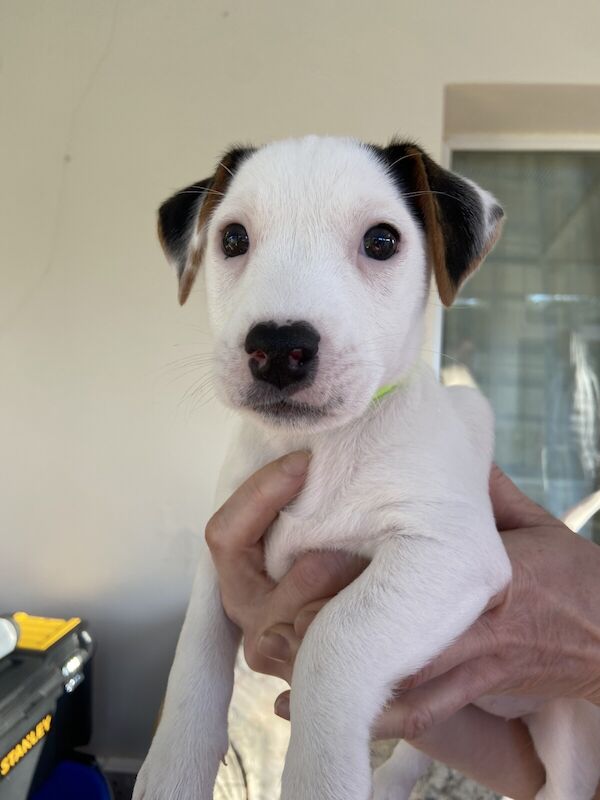 Sweet Jack Russell bitch for sale in Holsworthy, Devon - Image 1