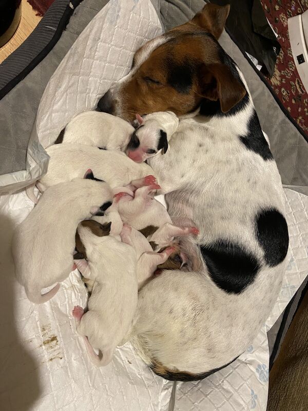 Jack Russell Terrier puppies for sale in Holsworthy, Devon – 11 months old - Image 2 of 3