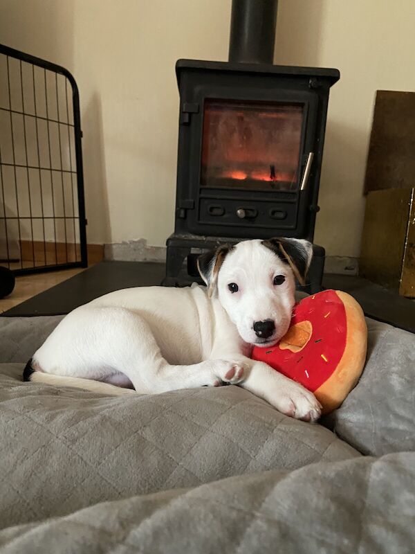 Sweet Jack Russell bitch for sale in Holsworthy, Devon - Image 3