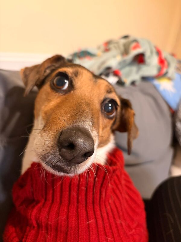 Jack Russell Terrier for adoption in Bicester, Oxfordshire – 9 years old