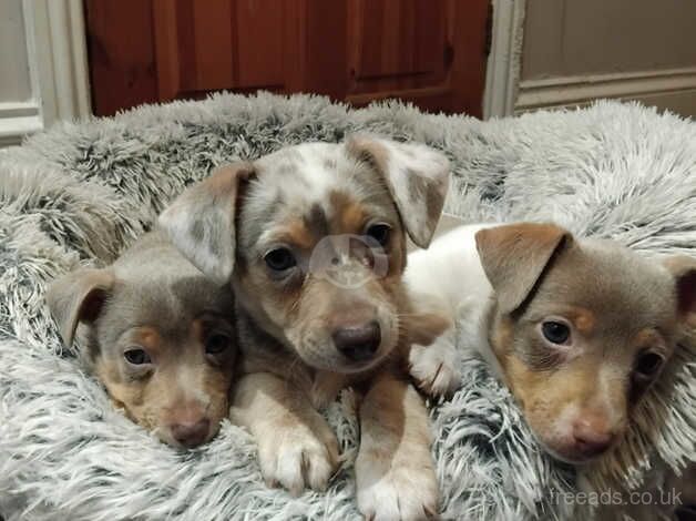 Jack Russell Terrier puppies for sale in Swansea, Swansea – 1 year old - Image 1 of 5