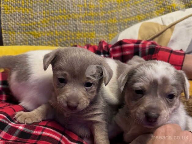Jack Russell Terrier puppies for sale in Swansea, Swansea – 1 year old - Image 2 of 5