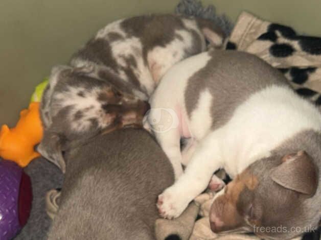 Jack Russell Terrier puppies for sale in Swansea, Swansea – 1 year old - Image 3 of 5