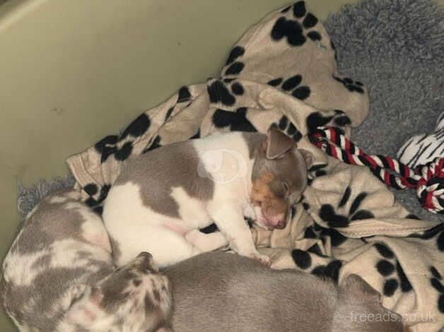 Jack Russell Terrier puppies for sale in Swansea, Swansea – 1 year old - Image 4 of 5