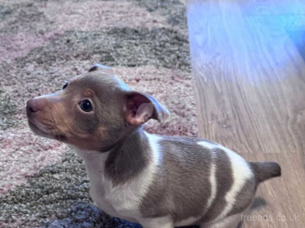 Jack Russell Terrier puppies for sale in Swansea, Swansea – 1 year old - Image 5 of 5