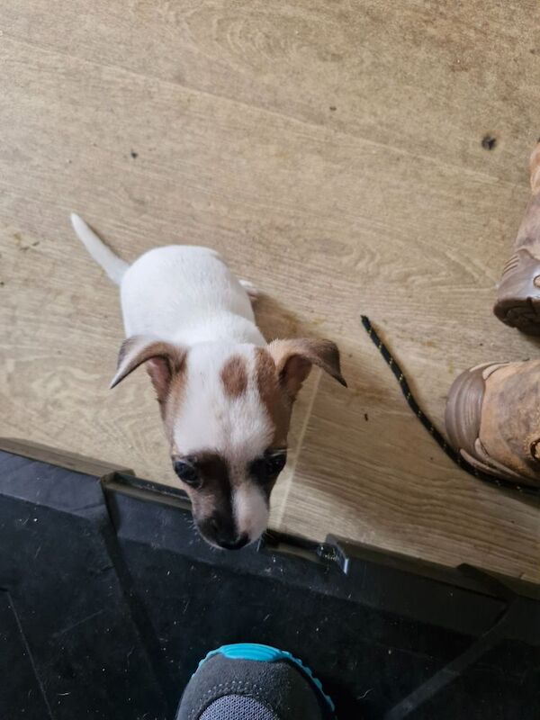 Three Jack Russell puppies for sale in Worcester, Worcestershire