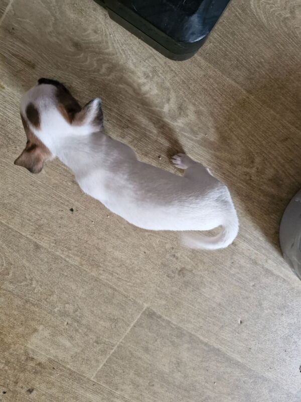 Three Jack Russell puppies for sale in Worcester, Worcestershire - Image 2
