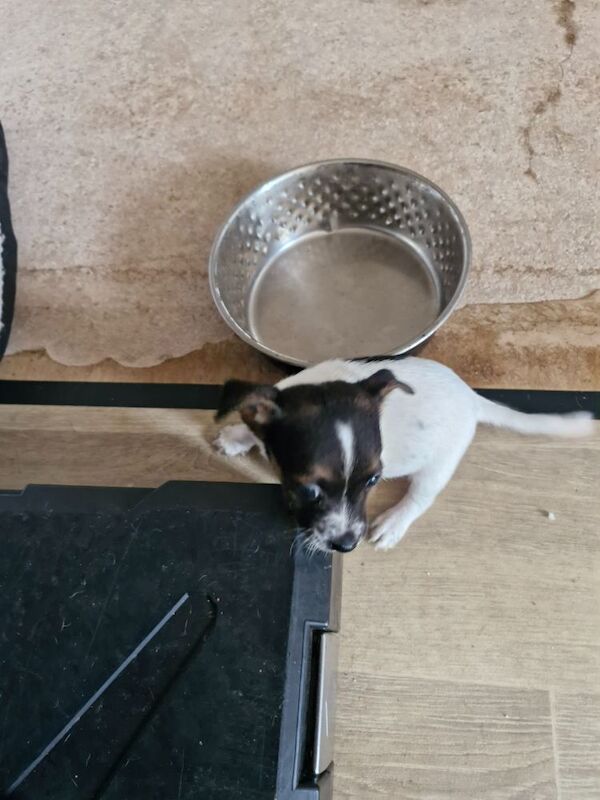 Three Jack Russell puppies for sale in Worcester, Worcestershire | Image 3