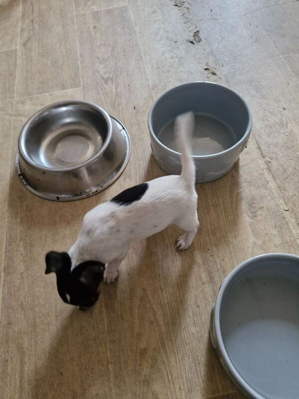 Three Jack Russell puppies for sale in Worcester, Worcestershire | Image 4