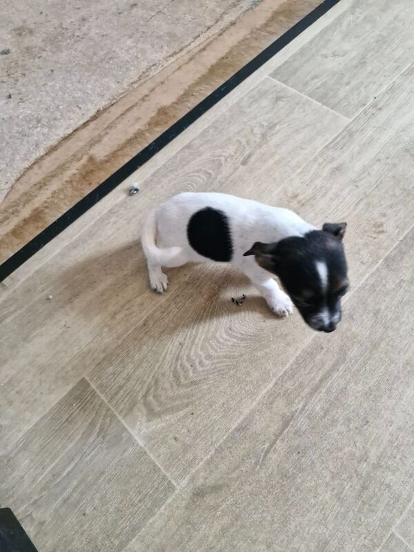 Three Jack Russell puppies for sale in Worcester, Worcestershire - Image 6