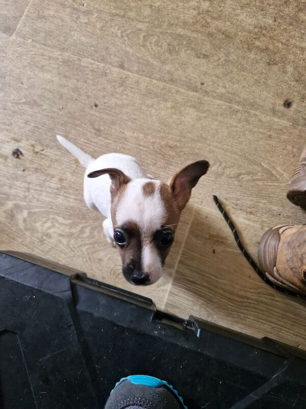 Three Jack Russell puppies for sale in Worcester, Worcestershire - Image 7