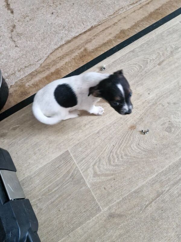 Three Jack Russell puppies for sale in Worcester, Worcestershire - Image 8