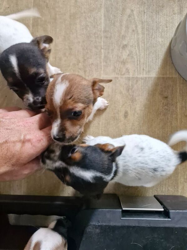 Three Jack Russell puppies for sale in Worcester, Worcestershire - Image 9