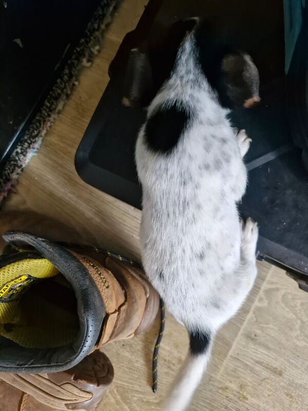 Three Jack Russell puppies for sale in Worcester, Worcestershire - Image 10