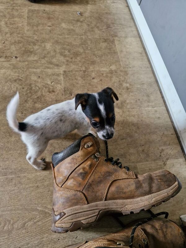 Three Jack Russell puppies for sale in Worcester, Worcestershire - Image 11