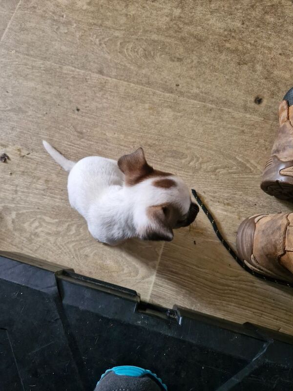 Three Jack Russell puppies for sale in Worcester, Worcestershire - Image 12