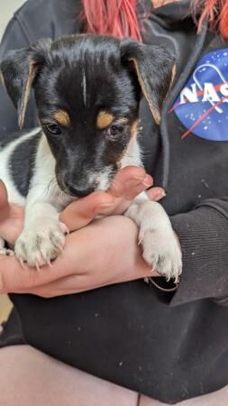 Tiny Jack Russell puppies for sale in Swadlincote, Derbyshire - Image 1
