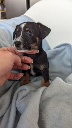 Tiny Jack Russell puppies for sale in Swadlincote, Derbyshire - Image 2