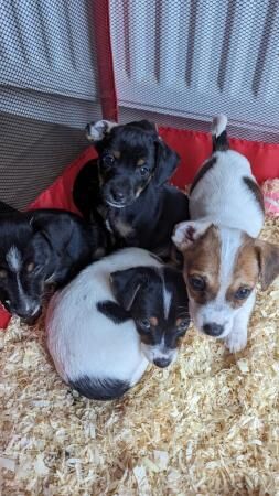 Tiny Jack Russell puppies for sale in Swadlincote, Derbyshire - Image 4