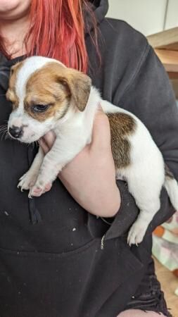Tiny Jack Russell puppies for sale in Swadlincote, Derbyshire - Image 5