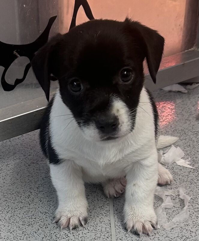 Tiny short legged Jackrussell pups for sale in Skegness, Lincolnshire