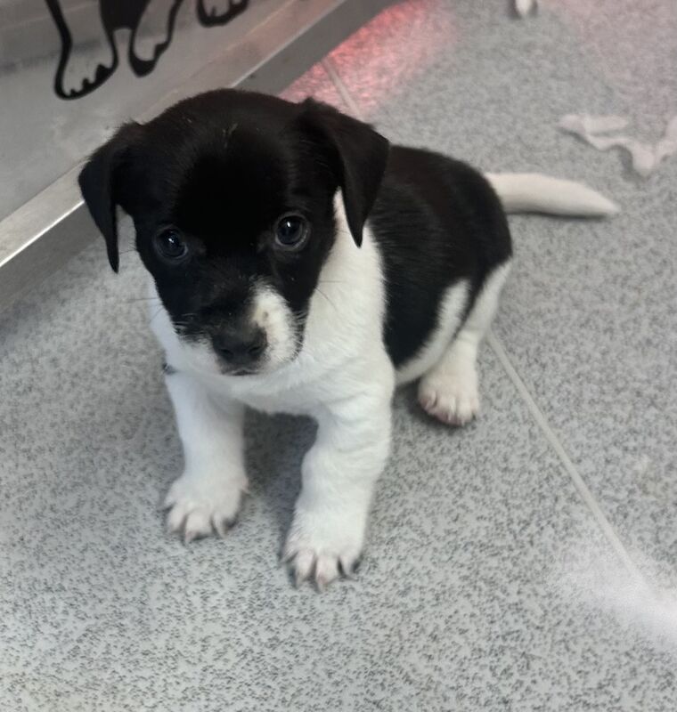 Tiny short legged Jackrussell pups for sale in Skegness, Lincolnshire - Image 2